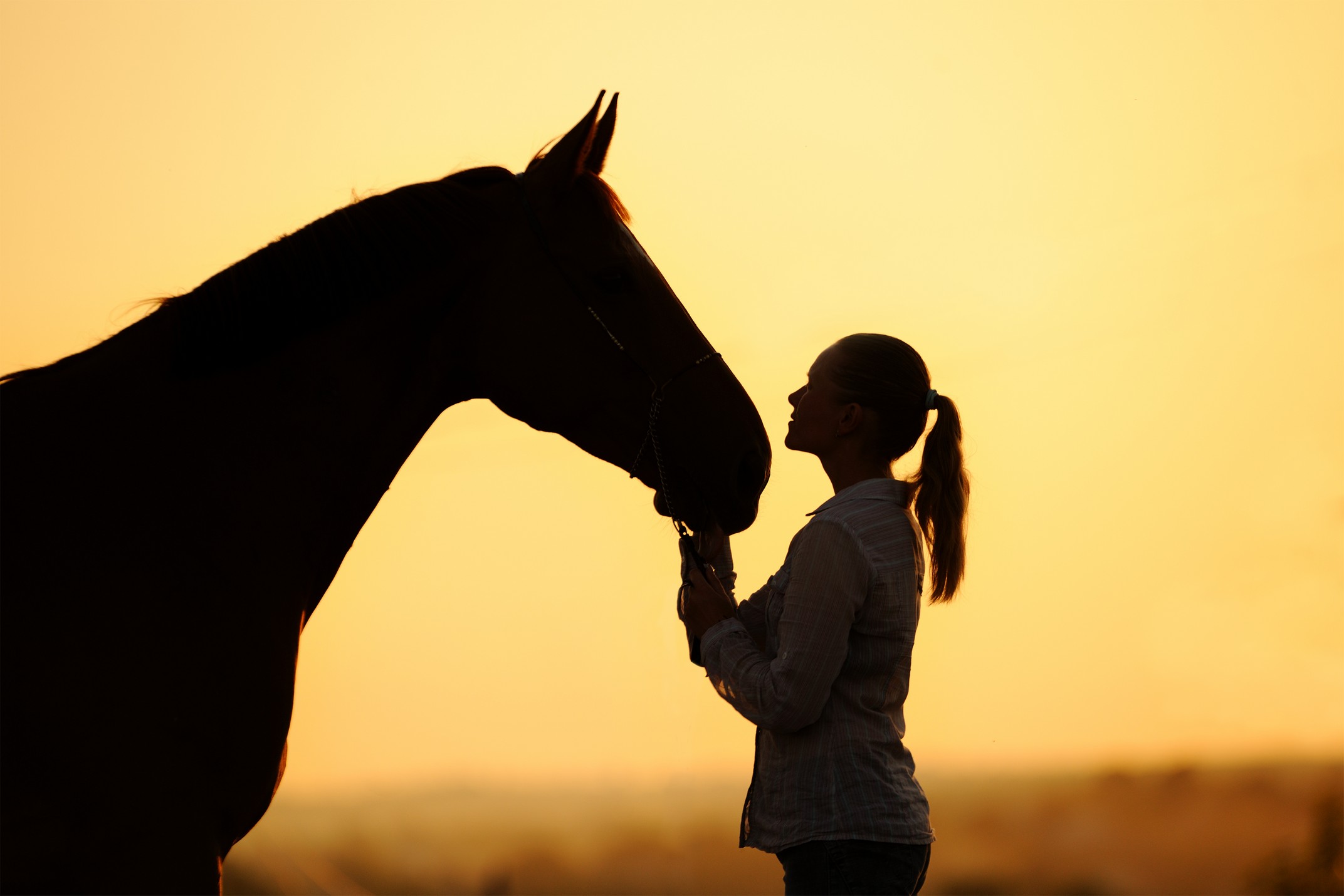 equine services Comet Veterinary Care — Private in-home services for families in Montecito, Santa Barbara & Carpinteria