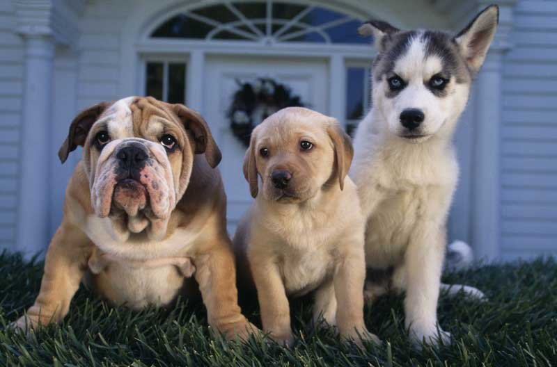 payment options Comet Veterinary Care — Private in-home services for families in Montecito, Santa Barbara & Carpinteria