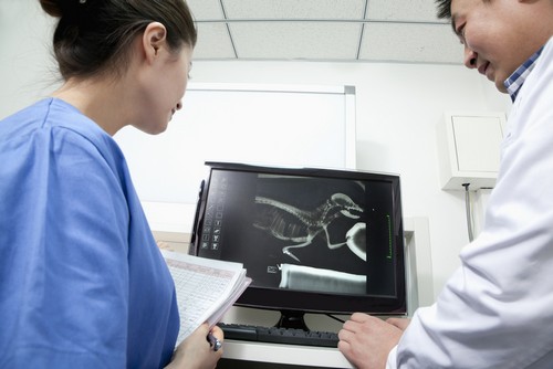 Advanced Digital X-rays Comet Veterinary Care — Private in-home services for families in Montecito, Santa Barbara & Carpinteria