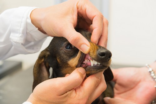 Dental Care Comet Veterinary Care — Private in-home services for families in Montecito, Santa Barbara & Carpinteria