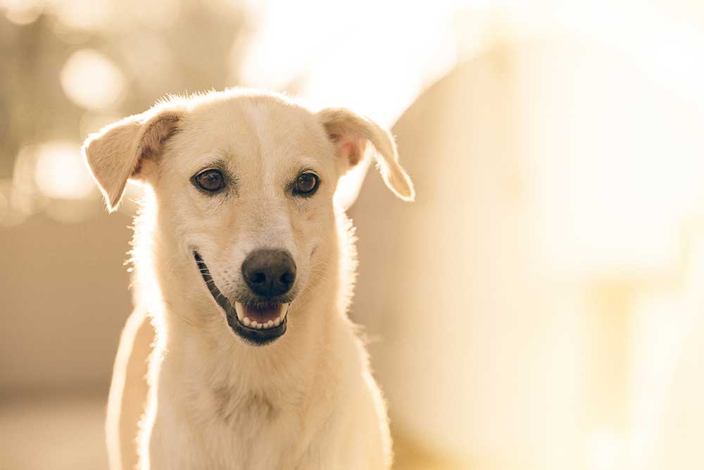 Geriatric Care Comet Veterinary Care — Private in-home services for families in Montecito, Santa Barbara & Carpinteria