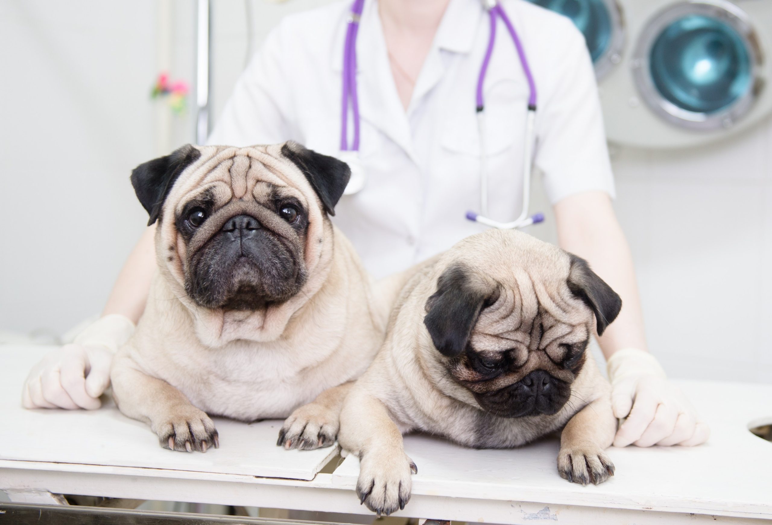 Health Certificates Comet Veterinary Care — Private in-home services for families in Montecito, Santa Barbara & Carpinteria