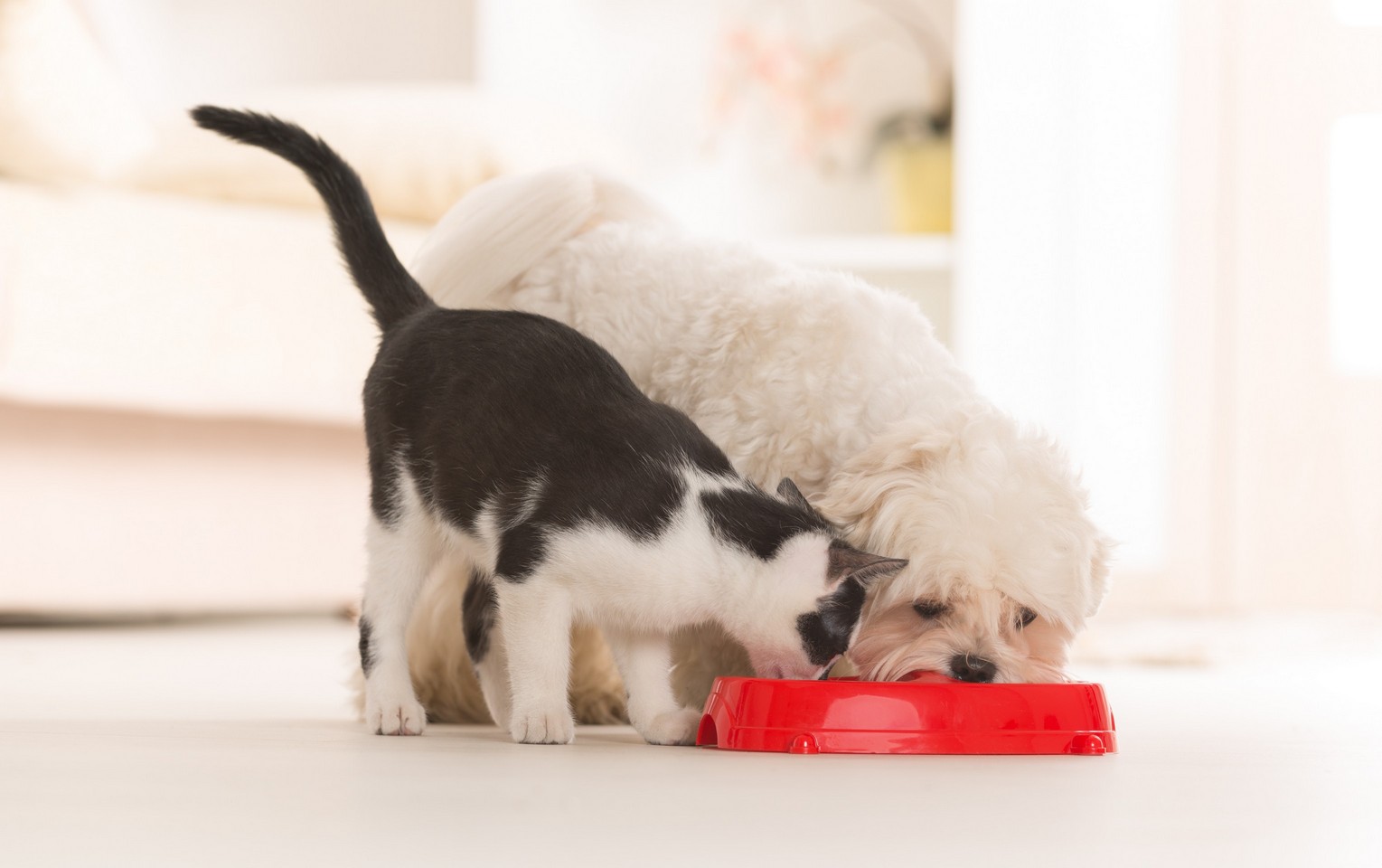 Nutritional Counseling Comet Veterinary Care — Private in-home services for families in Montecito, Santa Barbara & Carpinteria