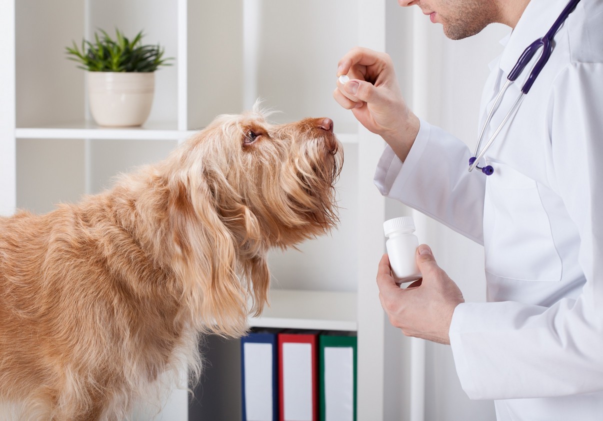 Parasite Prevention Comet Veterinary Care — Private in-home services for families in Montecito, Santa Barbara & Carpinteria
