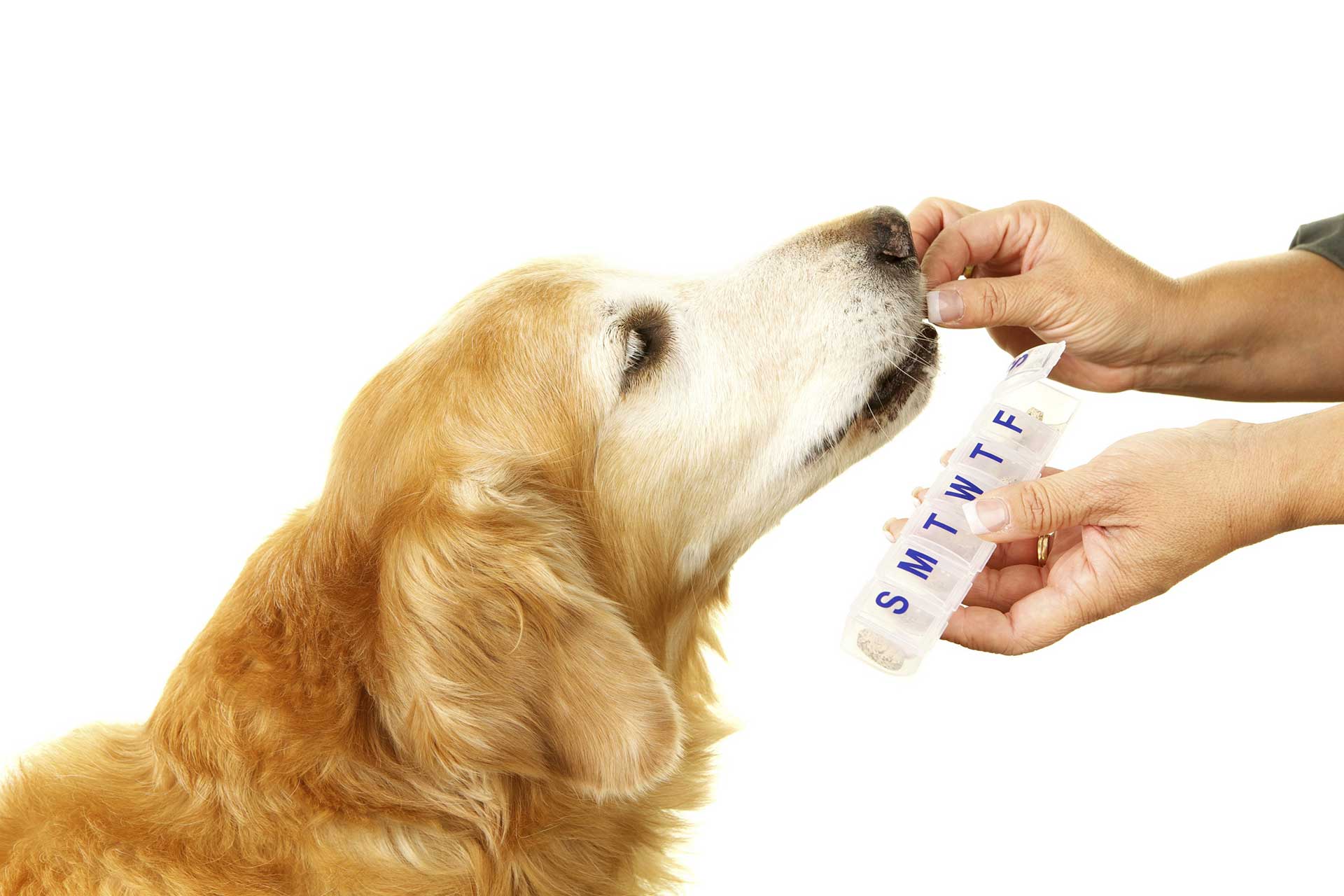 Pharmacy Comet Veterinary Care — Private in-home services for families in Montecito, Santa Barbara & Carpinteria