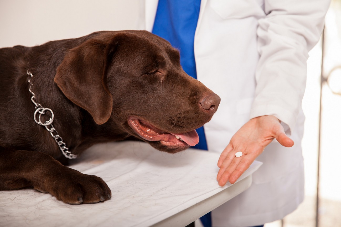 Preventative Care Comet Veterinary Care — Private in-home services for families in Montecito, Santa Barbara & Carpinteria