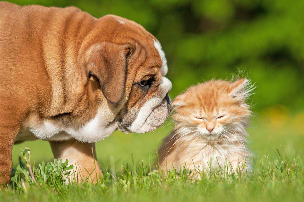 Puppy & Kitten Care Comet Veterinary Care — Private in-home services for families in Montecito, Santa Barbara & Carpinteria