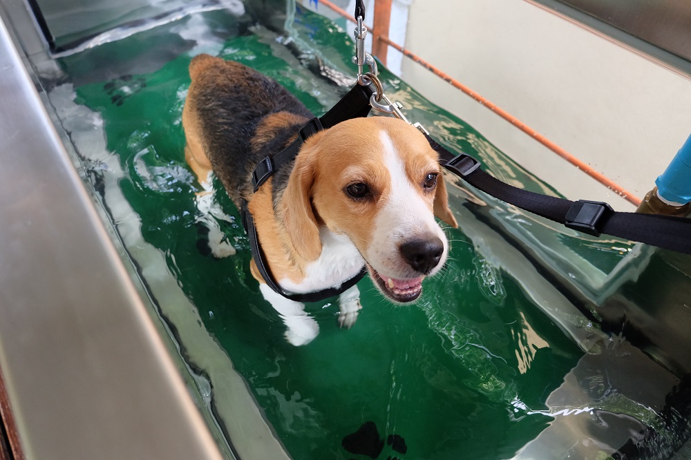 Rehabilitation Therapy Comet Veterinary Care — Private in-home services for families in Montecito, Santa Barbara & Carpinteria