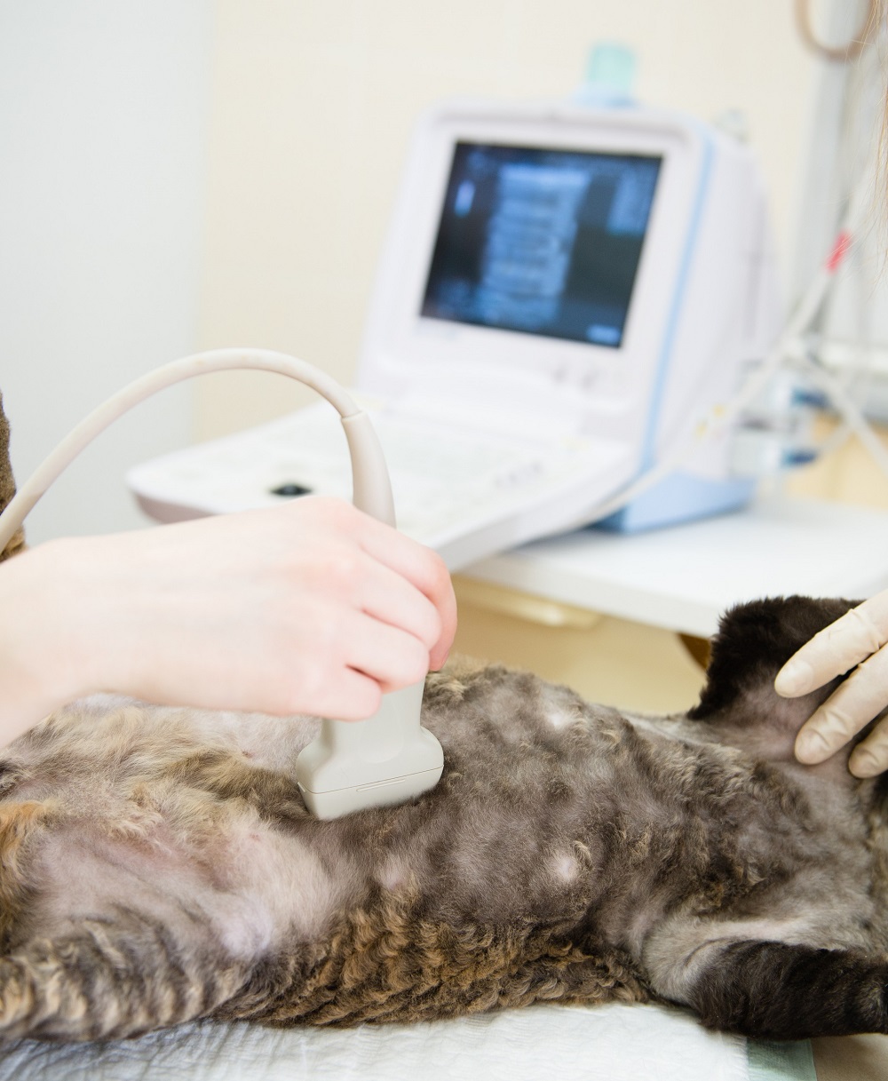 Ultrasound Comet Veterinary Care — Private in-home services for families in Montecito, Santa Barbara & Carpinteria