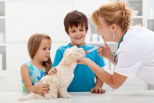 Vaccinations Comet Veterinary Care — Private in-home services for families in Montecito, Santa Barbara & Carpinteria