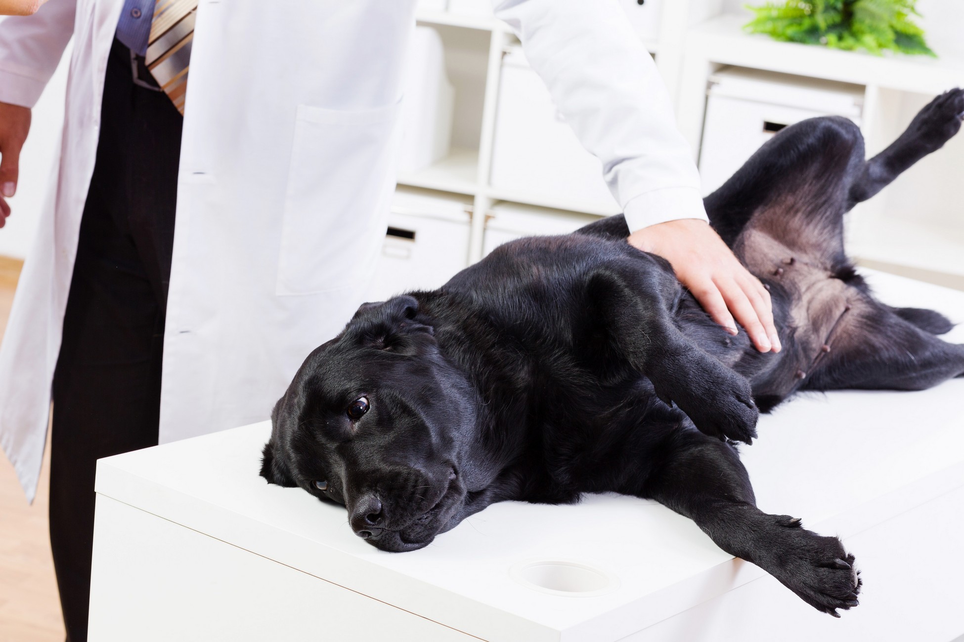 Wellness Exams Comet Veterinary Care — Private in-home services for families in Montecito, Santa Barbara & Carpinteria